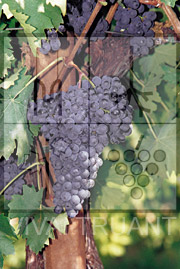 Foto di un grappolo d'uva di Sangiovese Peccioli  1
